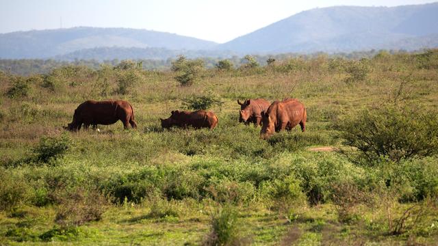 Des rhinocéros broutent dans la réserve naturelle de Pongola, à Jozini. Afrique du Sud, le 6 octobre 2018. [Reuters - Rogan Ward]