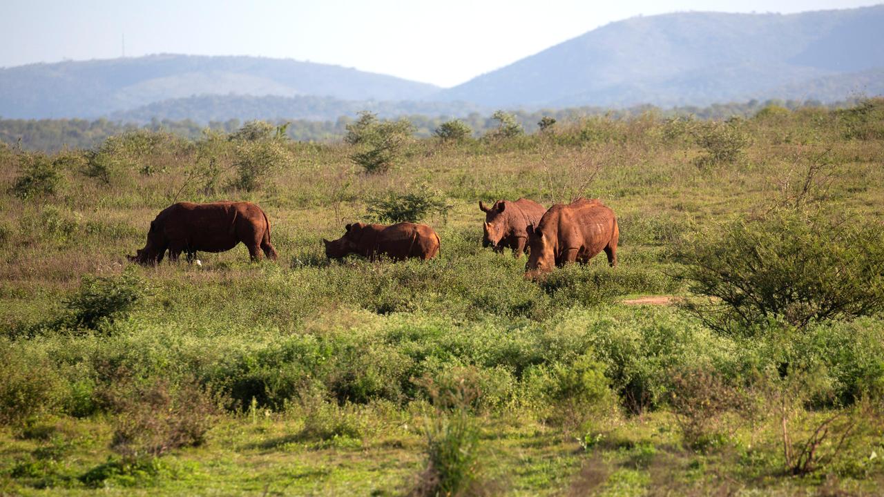 Des rhinocéros broutent dans la réserve naturelle de Pongola, à Jozini. Afrique du Sud, le 6 octobre 2018. [Reuters - Rogan Ward]
