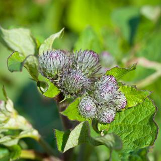 La bardane est une plante reconnaissable à ses capitules violettes munies de crochets qui a inspiré la création du velcro. [Depositphotos - Devin_Pavel]
