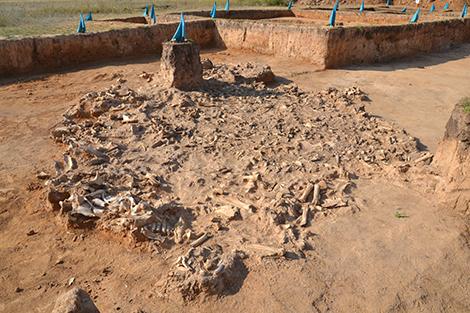 Site de fouille de Botai au nord du Kazakhstan en 2017. [University of Exeter - Alan Outram]