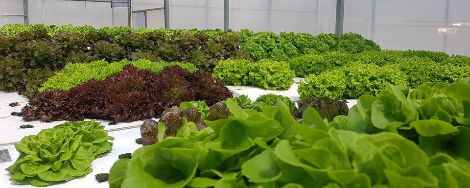 Nouvelles technologies agricoles: aéroponie, les salades de demain? [DR]