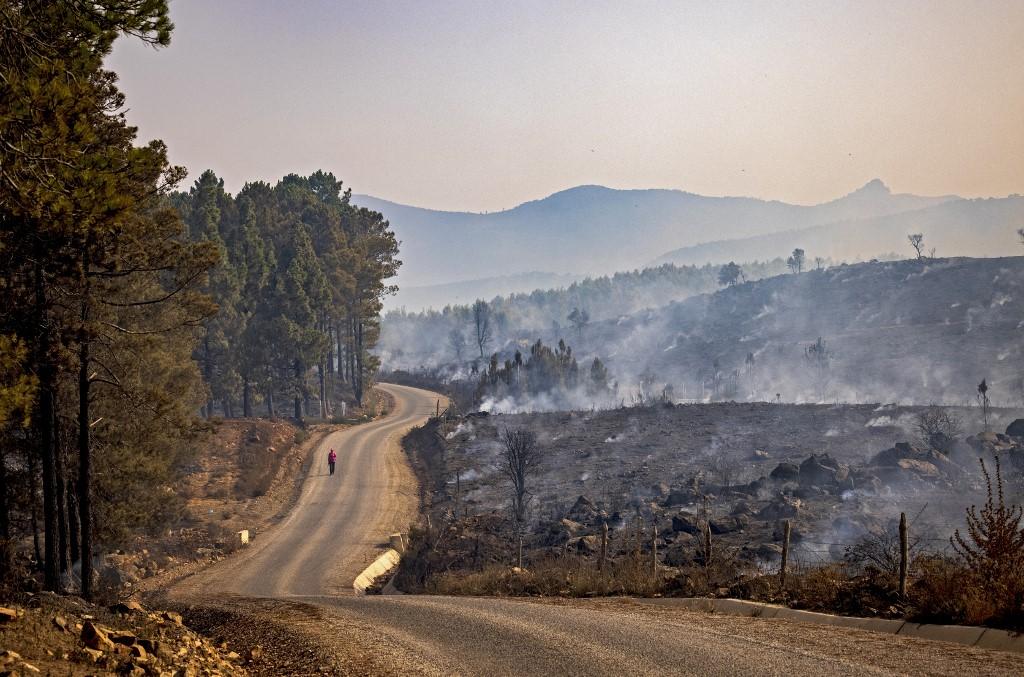 Plus de 700 hectares de forêt sont partis en fumée au Maroc. [afp - Fadel Senna]