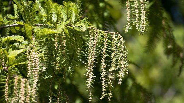 Fleurs de Métaséquoia regroupées en longs épis, Jardin botanique de Genève. [Ville de Genève - Manuel Faustino]