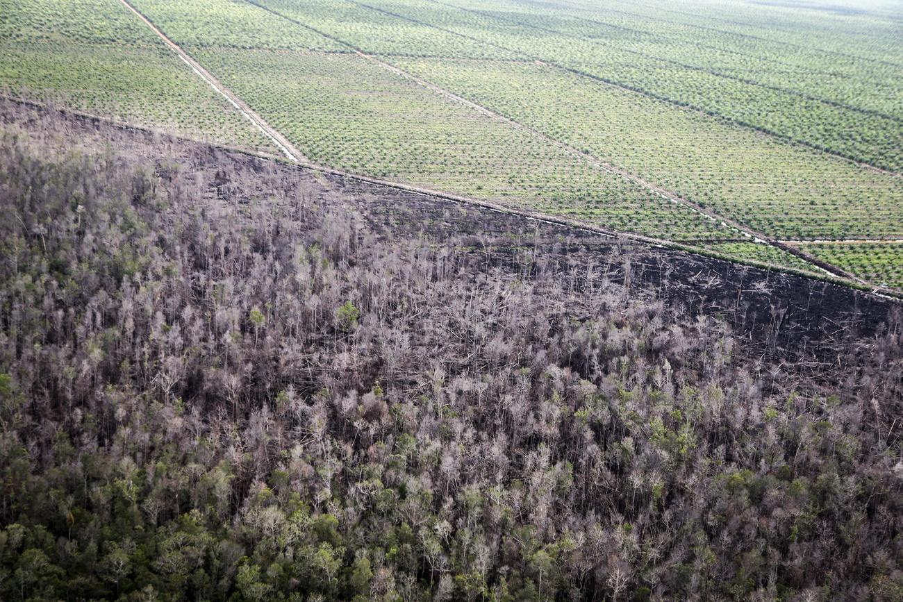 Une image aérienne montrent une zone de forêt incendiée en vue de la plantation de palmiers à huile, dans la province du Kalimantan en Indonésie. [EPA/Keystone - Bagus Indahono]