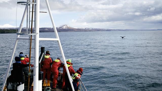 Au large de la côte nord de l'Islande, prendre un bateau pour tenter de voir les baleines est une activité très répandue. Une mission scientifique collecte le souffle de cétacés pour évaluer leur niveau de stress au passage des navires d'observation. [HEMIS VIA AFP - GARCIA JULIEN]