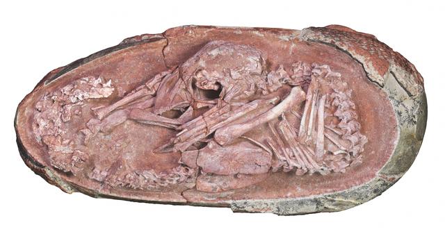 Ce spécimen faisait partie d'un groupe de plusieurs fossiles d'oeufs, laissés de côté et oubliés durant des années. Les chercheurs ont gratté une partie de la coquille pour découvrir Baby Yingliang. [University of Birmingham]