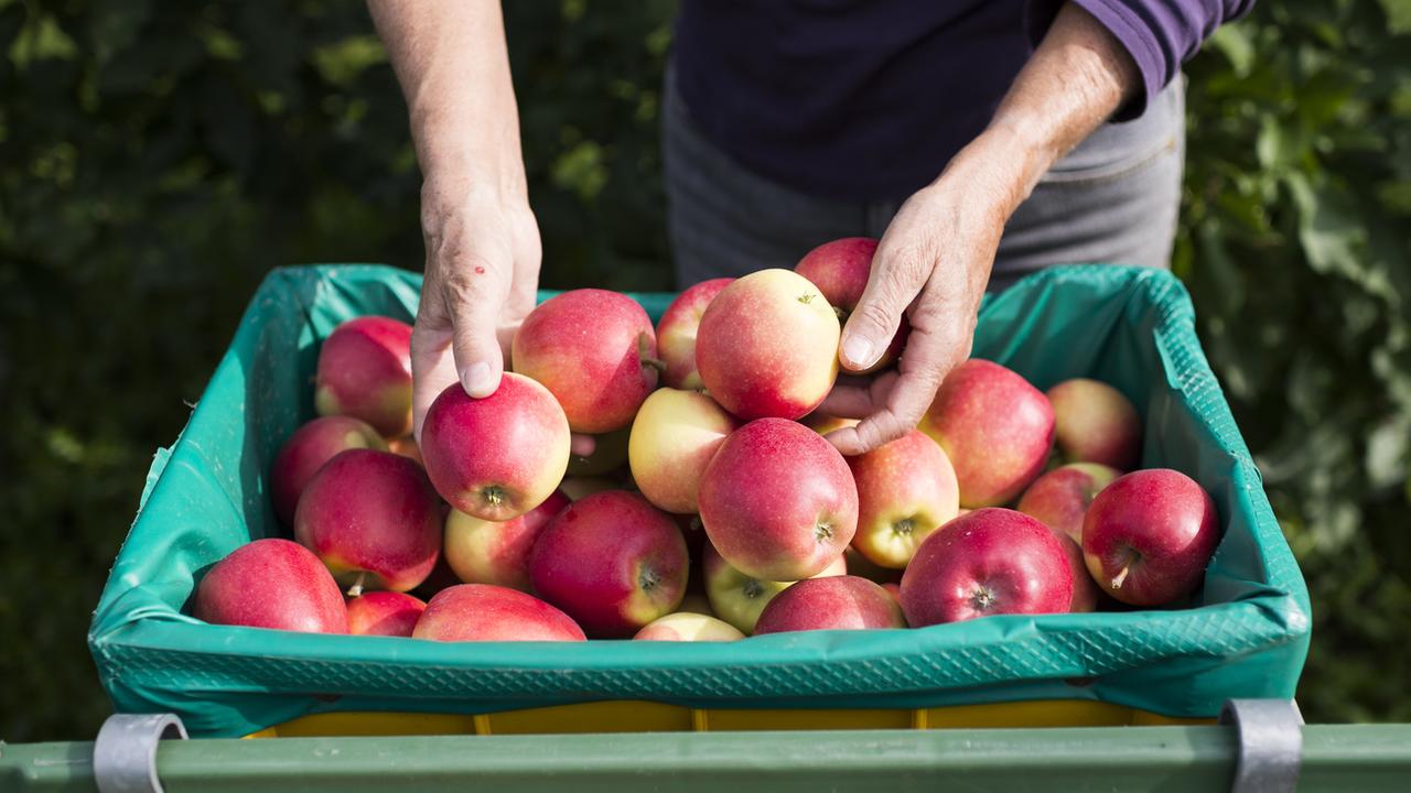 La récolte de pommes s'annonce bonne en Suisse. [Keystone - Gian Ehrenzeller]