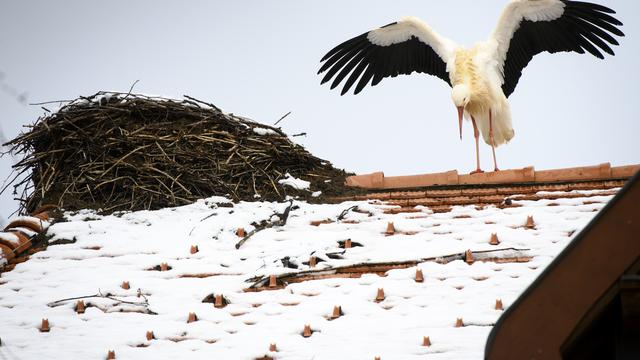 Deux nouveaux nids de cigognes pour favoriser leur reproduction. [KEYSTONE - Laurent Gillieron]