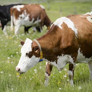 Une vache fistuleuse broute au centre de recherche agricole Agroscope à Posieux, en Suisse, mercredi 21 mai 2014. [Keystone - Laurent Gillieron]