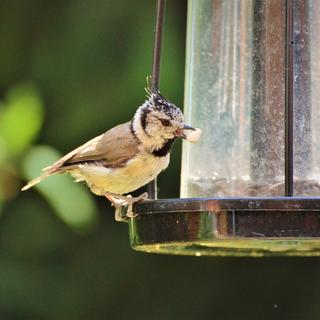 Une mésange hupée à la mangeoire. [Pixabay - Capri23auto]