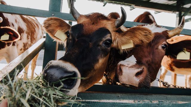 Gros plan sur une vache en traind e manger du foin. [Depositphotos - MicEnin]