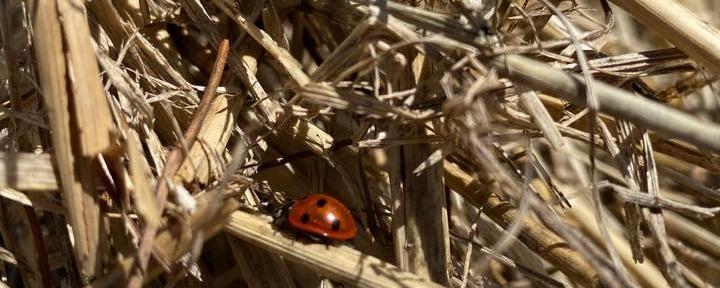 Agriculture urbaine: le financement participatif comme tremplin. [Au Potager de Prangins]