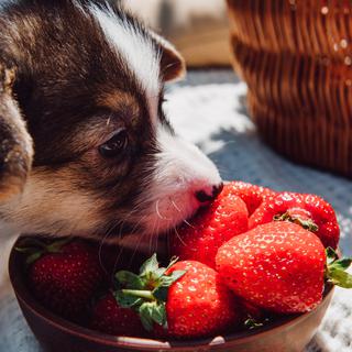 Chiot mangeant des fraises. [depositphotos - MicEnin]