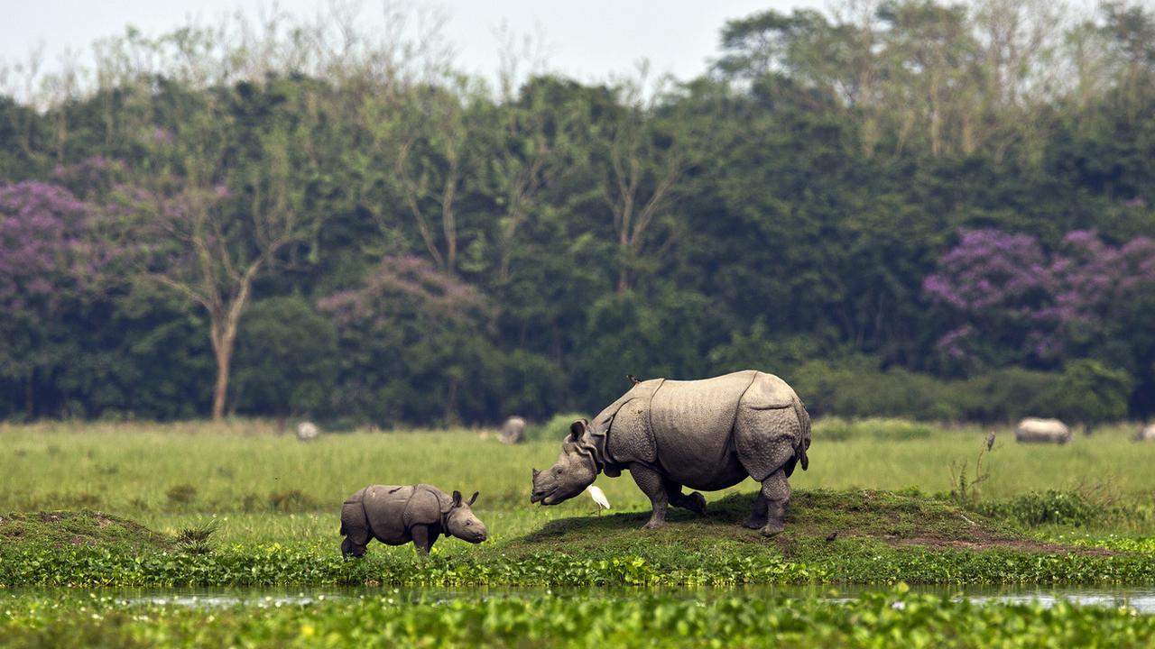 Un petit rhinocéros et sa maman paissent dans un sanctuaire pour animaux sauvages. Gauhati, Inde, le 27 mai 2019. [Keystone/AP photo - Anupam Nath]