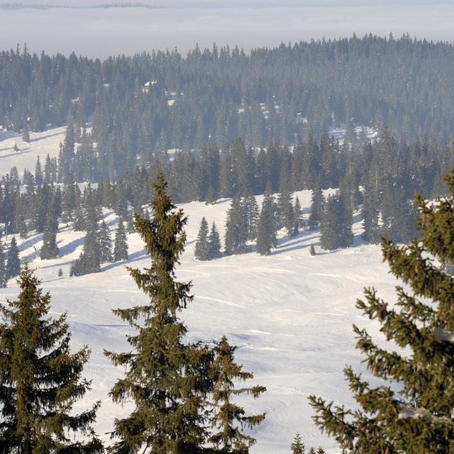 Forêt recouverte de neige dans la Vallée de Joux (image d'illustration). [Keystone - Laurent Gilliéron]