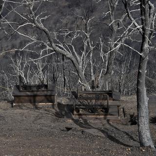 Des arbres carbonisés par les feux de forêt à Tizi Ouzou. [AFP - Ryad Kramdi]