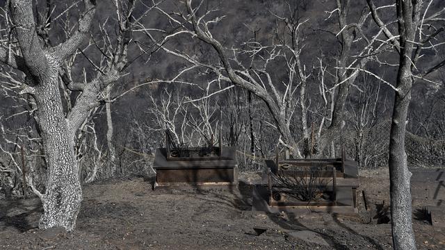 Des arbres carbonisés par les feux de forêt à Tizi Ouzou. [AFP - Ryad Kramdi]