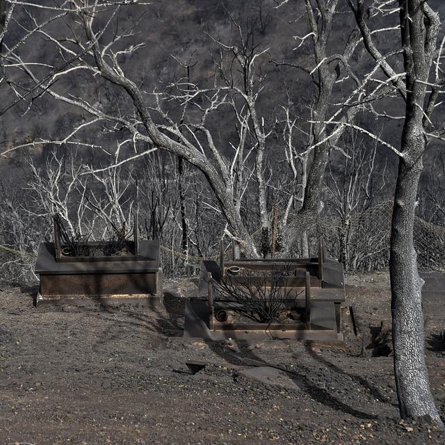 Des arbres carbonisés par les feux de forêt à Tizi Ouzou. [AFP - Ryad Kramdi]
