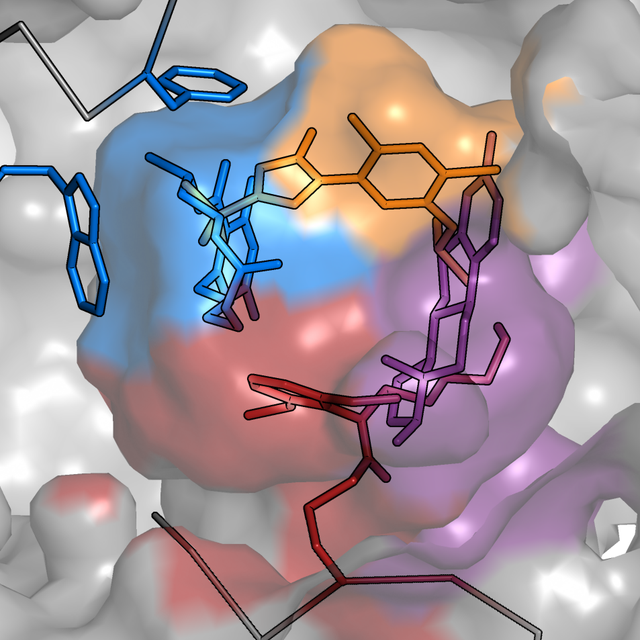 Le récepteur PXR possède une large cavité constituée de quatre sous-poches pouvant accueillir simultanément plusieurs perturbateurs endocriniens.
IMG avec CP Inserm
Vanessa Delfosse
Inserm [Inserm - Vanessa Delfosse]