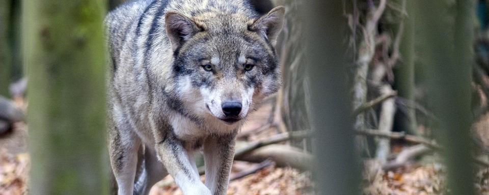 Depuis la fin août, le canton de Vaud a reçu l'autorisation de la Confédération pour des tirs de régulation du loup. Une décision qui crée des tensions dans le Jura. [Keystone - Klaus-Dietmar Gabbert]