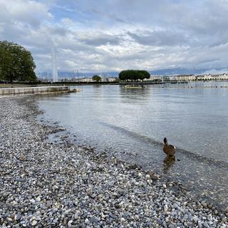 La plage des Eaux-Vives à Genève. [RTS - Clément Vuagnat]