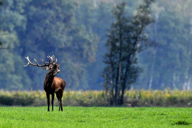 Un cerf élaphe photographié pendant la période de rut, entre les mois de septembre et octobre. [AP/Keystone - Attila Kovacs]