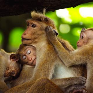 Des macaques à toque. [RTS / BBC Studios]