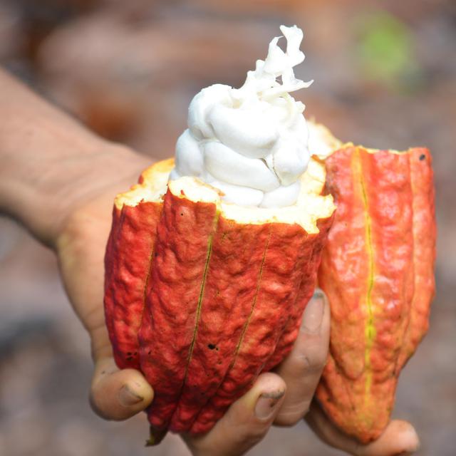Cabosse de cacao produite à Granada dans la région du Meta dans le sud de la Colombie. [RTS - Najet Benrabaa]