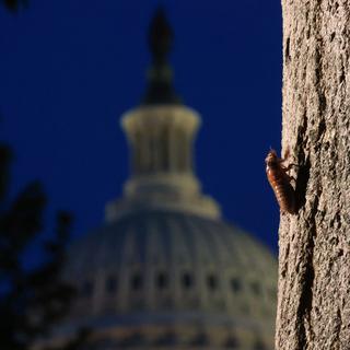 Une nymphe de cigale sur un arbre non loin du Capitol. Washington DC, le 20 mai 2021. [AFP - Chip Somodevilla/Getty Images]