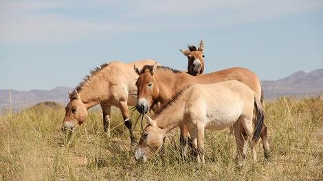 Chevaux de Przewalski, réserve de réintroduction de Seer, Mongolie. [Natural History Museum of Denmark et CNRS - Ludovic Orlando]