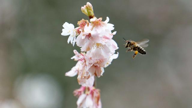 Jeudi 30 décembre: une abeille se dirige vers les fleurs d'un cerisier déjà en fleurs en Rhénanie-du-Nord-Westphalie (Allemagne) en raison des températures inhabituellement élevées. [Keystone/DPA - Henning Kaiser]