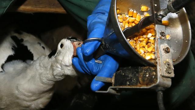 Un chef cuisinier français, à Londres, se bat contre le foie gras et le gavage des volailles. [AP - Bob Edme]