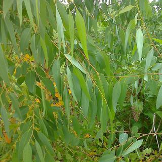 Photo des feuilles adultes d'un Eucalyptus gundal, prise en Aquitaine. [CC BY 3.0 / Wikimedia Commons - Thouny]
