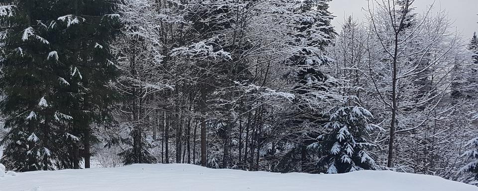 Du bois dʹici: la forêt: un réservoir à énergie. [DR]