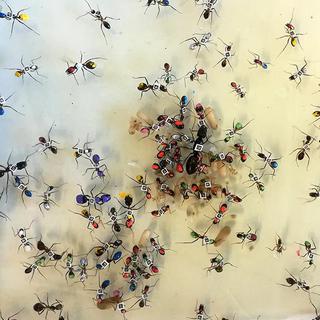 Les scientifiques ont enregistré les comportements individuels de près de 500 fourmis. 
IMG avec CP Unil
Current Biology
Unil [Unil - Current Biology]