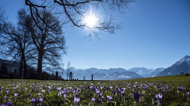 Des crocus fleurissent à Thoune, le 21 février 2021. [Keystone - Peter Schneider]