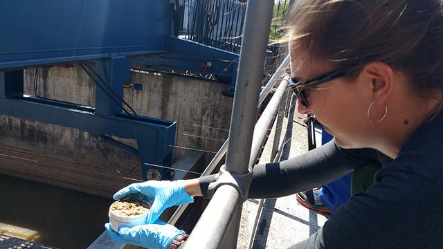 L’étudiante en master Lara Cayo prélève des échantillons de boue à la station de Werdhölzli. 
Img avec CP Eawag
Elke Suess
Eawag [Eawag - Elke Suess]
