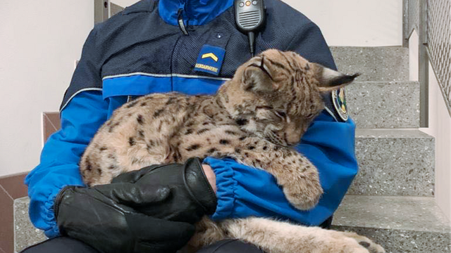 Un membre de la police vaudoise tient dans ses bras le jeune lynx rescapé retrouvé près de Vallorbe. [Police cantonale vaudoise]