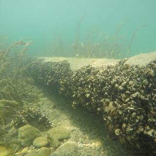 La moule quagga, qui prolifère dans les eaux du lac Léman, se révèle être un casse-tête pour les services des eaux et opérateurs de centrales thermiques. [LéXPLORE - Linda Haltiner]