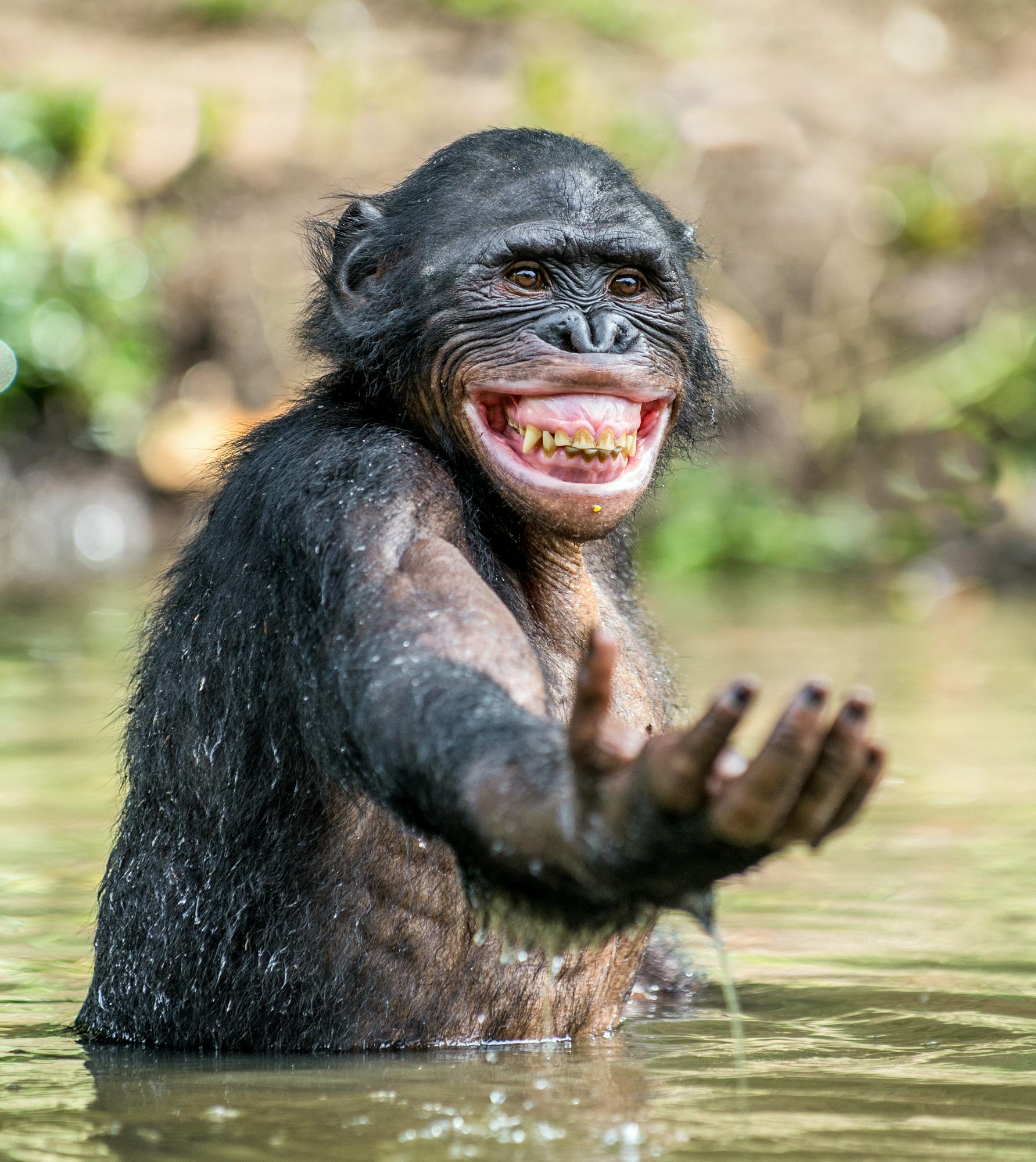 Bonobo souriant dans l'eau. [depositphotos - SURZet]