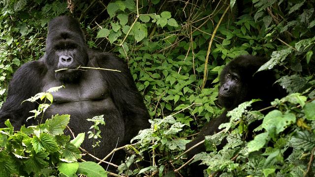 Deux gorilles, une espèce en danger critique d'extinction, ici au parc national des Virunga, à l'est du Congo. [KEYSTONE - Jerome Delay / AP]