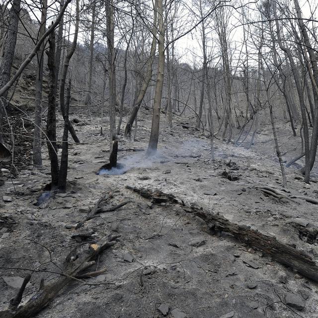 Une vue de la forêt de Viège, après l'incendie d'avril 2011. [Keystone - Jean-Christophe Bott)]
