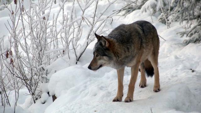 Les meutes de loups sont de plus en plus nombreuses aux Grisons (image d'illustration). [AP/Keystone]