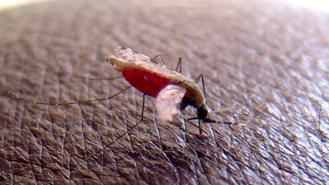 Le seul vaccin existant contre le paludisme agit contre un parasite (Plasmodium falciparum), transmis par les moustiques. [Keystone - EPA/STEPHEN MORRISON]