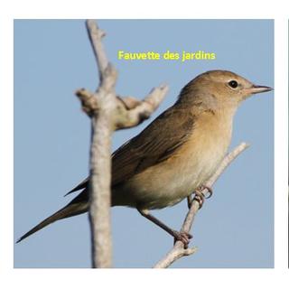 Fauvette des jardins et fauvette à tête noire. [DR]