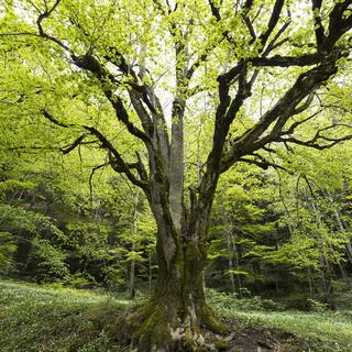 La réserve forestière du Bettlachstock (SO) contient des arbres âgés de plus de 170 ans. [www.wsl.ch - Markus Bolliger]