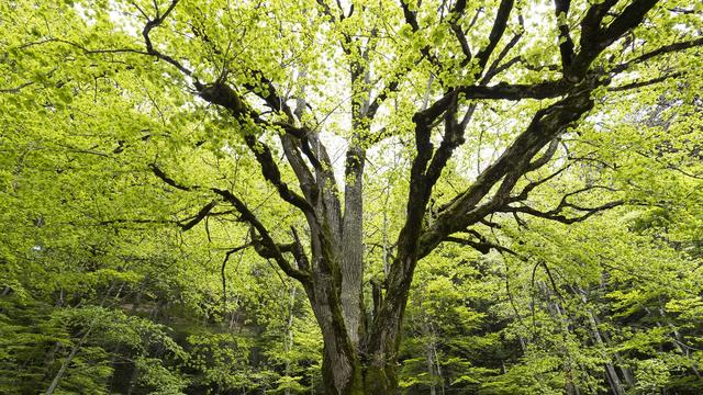 La réserve forestière du Bettlachstock (SO) contient des arbres âgés de plus de 170 ans. [www.wsl.ch - Markus Bolliger]