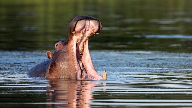 La gigantesque machoire des hippopotames s'attaque parfois à de la viande.
JohanSwanepoel
Depositphotos [JohanSwanepoel]