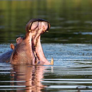 La gigantesque machoire des hippopotames s'attaque parfois à de la viande.
JohanSwanepoel
Depositphotos [JohanSwanepoel]