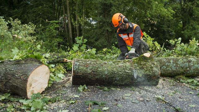 Les forêts fribourgeoises souffrent des changements climatiques. La sécheresse fragilise les épicéas, les hêtres et les frênes. Les coupes préventives vont se poursuivre, annonce l'Etat de Fribourg. [KEYSTONE - JEAN-CHRISTOPHE BOTT]